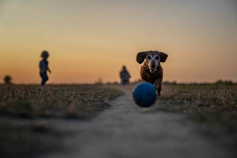 Dog Parks near me